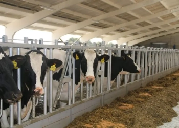 коровы Агро-сад Рассвет