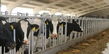 коровы Агро-сад Рассвет