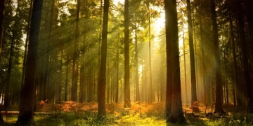 Лесной массив