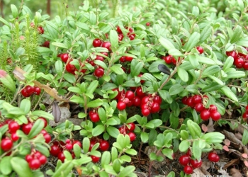 Гринворкс кусторез