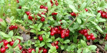 Гринворкс кусторез