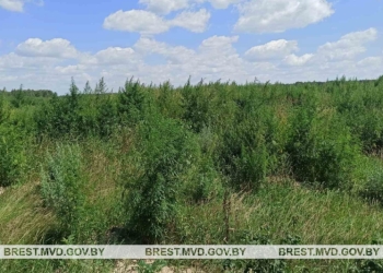 В Пинском районе уничтожено более 2,8 тонны конопли