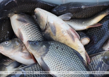 Гибель рыбы отмечена на водохранилище Мышанка в Барановичах