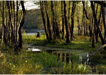 Природа с видом на жительство. Какие «зеленые» памятники есть в Бресте и окрестностях?