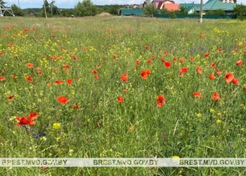 Мак идет под нож. С 1 июня в области уничтожено 18 тонн этого растения