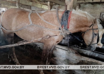 Безработный сельчанин украл с пастбища молодого жеребца, попытался проехать на нем верхом, но животное оказалось с характером