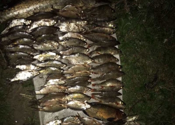 Вернулись с рыбалки без автомобиля. Дорого обошелся улов трем жителям Ремеля