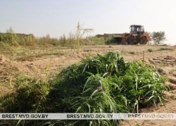 В Кобринском районе уничтожили 700 килограмм конопли