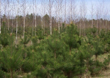 18 сентября – День работников леса