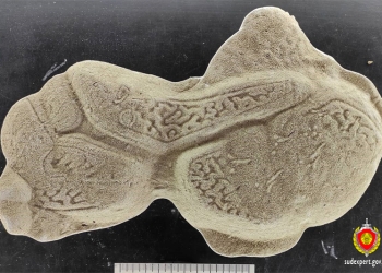 Серия краж в Бресте была раскрыта благодаря трасологической экспертизе