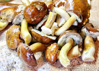 Осень – время «тихой охоты». Грибники уже хвастаются успехами. ФОТОФАКТ