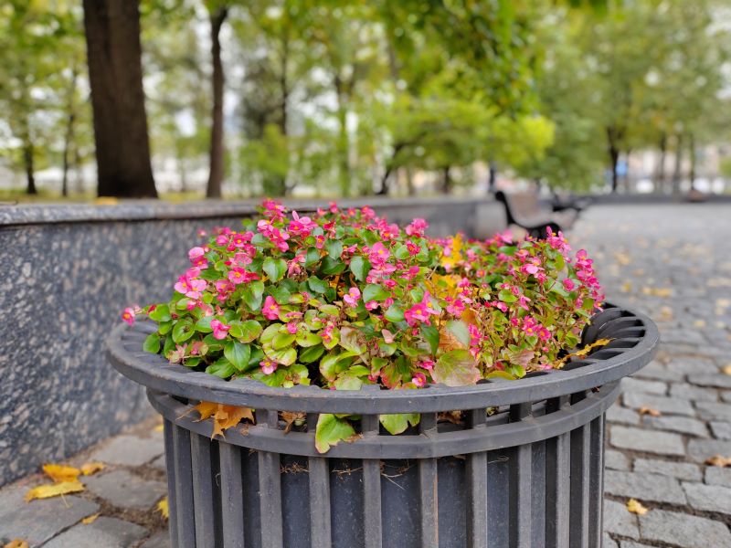 Пример фото с эффектом боке на HONOR 70