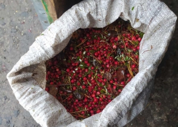 На Столинщине стало популярно воровать… клюкву