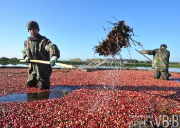 В Пинском районе начался сбор клюквы в крупнейшем хозяйстве Европы