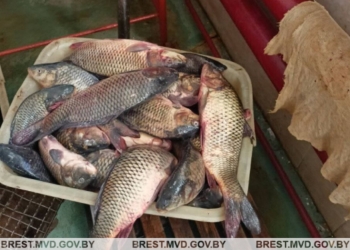 Работники рыбхоза решили похитить на работе живой товар