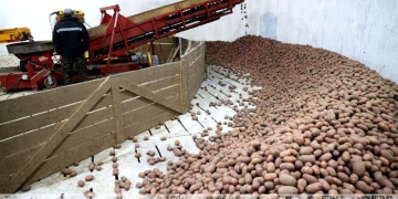 Урожай картофеля в Брестской области получили выше прошлогоднего