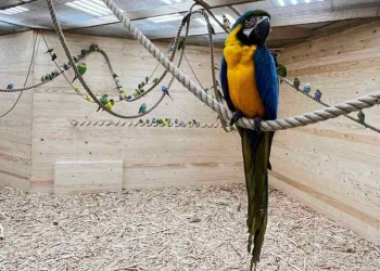 Попугаи стран мира «слетелись» в Брест