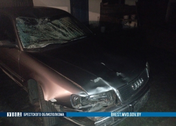 Лось спровоцировал жесткое ДТП на трассе Р-44