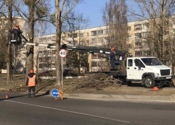 Брестские коммунальники используют любой погожий день, чтобы навести красоту на деревьях в городе