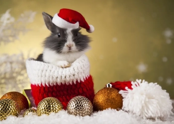 10 дел Новый год кролик