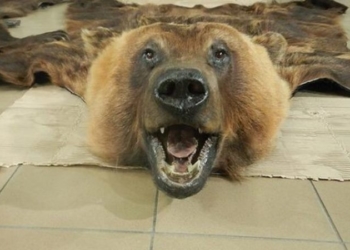 Белорус вез в Польшу шкуры медведя и волка, а также пару медвежьих черепов