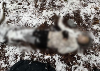 На белорусско-польской границе найден труп арабского беженца