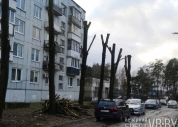 На срезе омоложения. Кто осуществляет обрезку деревьев в городе? И правильно ли это делает?..