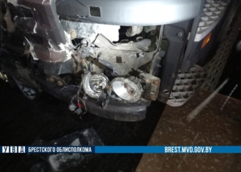 На трассе М-1 грузовик сбил двух лосей, после чего в туши животных въехали еще две легковушки