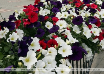 Тюльпаны, петунии, бегонии: около 500 тысяч цветов высадят в этом году в Бресте