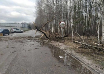 Упавшие деревья, сорванная кровля, оторванные элементы остановок и заборов… Ветер доставил брестчанам хлопот в субботу