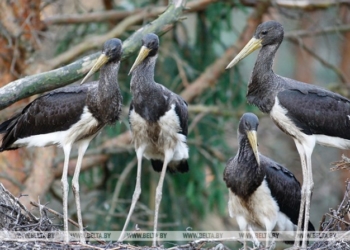 Более 50 мест обитания черного аиста выявлено в Брестской области