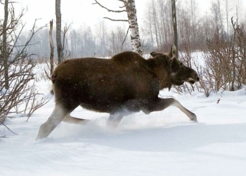 Отец и сын пошли охотиться на лося, но вместо самца застрелили самку. Предстанут перед судом…