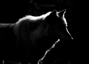 Кукующий с волками. История ночной встречи на железной дороге