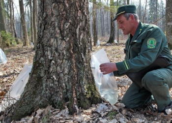 Слезы березы от Брестского лесхоза