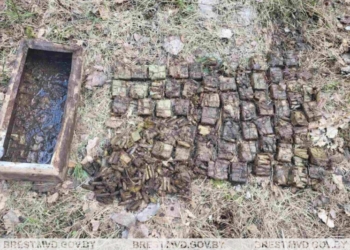 Целый ящик боеприпасов нашли в лесном массиве Барановичского района