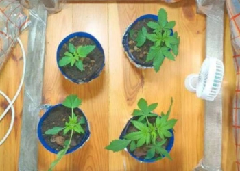 Пинчанин выращивал дома коноплю по «конспектам» из интернета