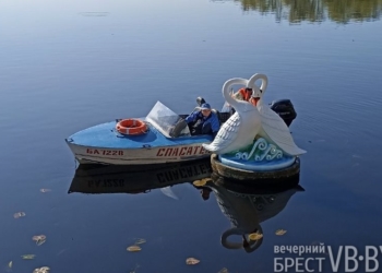 ФОТОФАКТ. Лебеди вернулись на Набережную