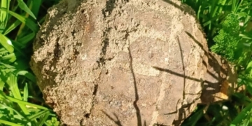 В Каменецком районе на частном подворье обнаружена граната