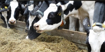 Падеж скота