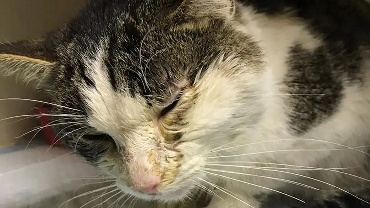 больной кот