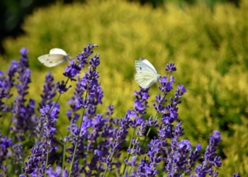 Краски, запахи и звуки лета