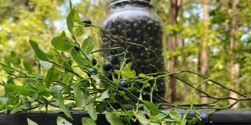 Сезон черника