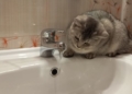 Отключение воды