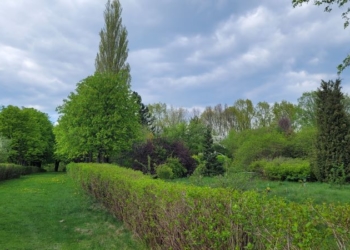 Из Северной Америки и Дальнего Востока – растения со всех уголков мира в Брестском дендрарии