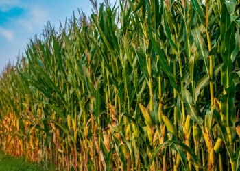 Женщина заблудилась в кукурузном поле в Жабинковском районе