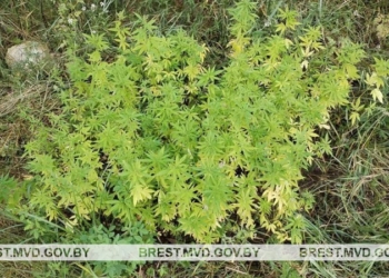 Житель Кобрина оборудовал в лесу участок по выращиванию наркосодержащих растений