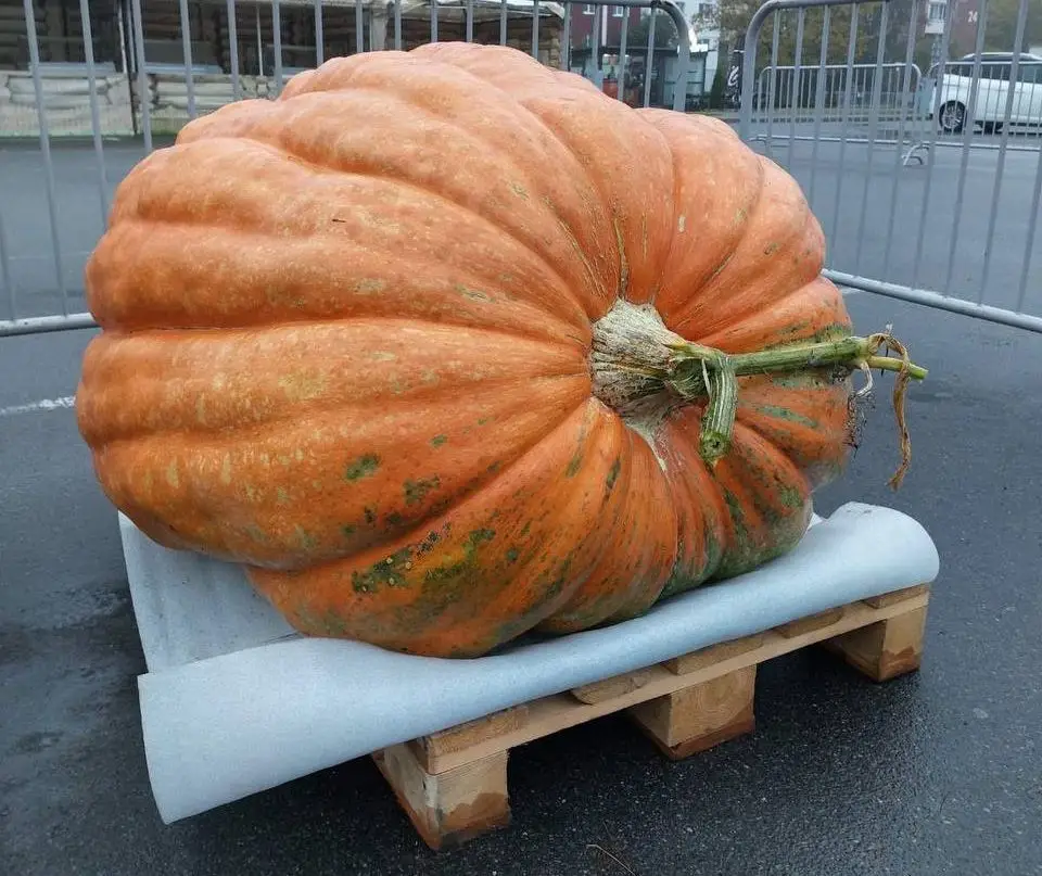 тыква великан