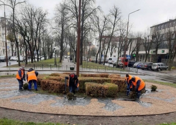 Параллельно с установкой новогодних ёлок в Бресте идет осеннее озеленение города