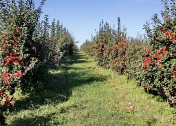 В Брестской области ежегодно закладывается около 200 га новых яблоневых садов