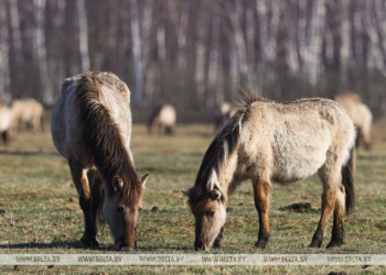 Заказник «Споровский» реализует проект по заселению тарпановидных лошадей и туроподобного скота
